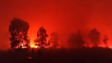 Api di Taman Nasional Way Kambas Padam, Seluruh Gajah Terpantau Aman